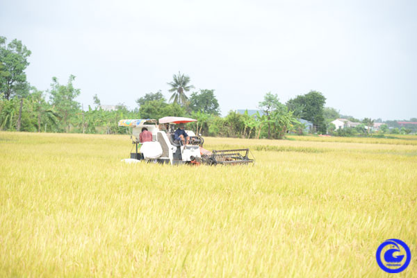 Tiền Giang đăng ký tham gia Đề án với diện tích 29.500 ha