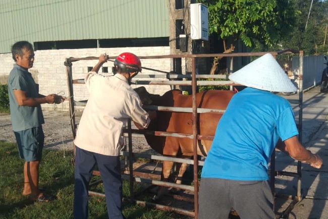 Cùng với phòng chống dịch, thời gian qua, địa phương và ngành chức năng, người dân ở huyện Kỳ Anh đẩy mạnh việc tiêm phòng vaccine cho trâu, bò.