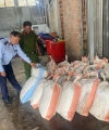 Bình Dương: Tạm giữ 1,1 tấn hạt đác không rõ nguồn gốc chuẩn bị tung ra thị trường