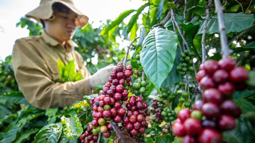 Giá cà phê hôm nay 31/10: Tây Nguyên giảm sâu dưới 88.000 đồng/kg