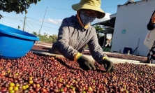 Cà phê xuất khẩu Việt Nam hưởng lợi nhờ nhu cầu của các nền kinh tế lớn trên thế giới tăng