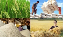 Nông dân trồng lúa được hưởng lợi do giá gạo tăng cao