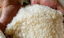 Giá gạo xuất khẩu của Việt Nam tăng 5 USD/tấn