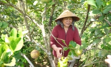 Bình Định: Huyện Hoài Ân hướng tới Ngày hội nông sản