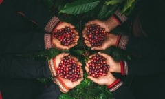Tin vui: Doanh nghiệp cà phê đầu tiên của Đắk Lắk đáp ứng quy định chống mất rừng EUDR
