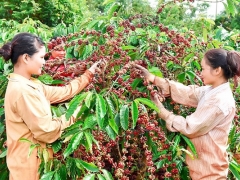 Giá nông sản ngày 19/1/2019: Cà phê tăng 200 đồng, giá tiêu đi ngang Giá nông sản ngày 19/1/2019: Cà phê tăng 200 đồng, giá tiêu đi ngang