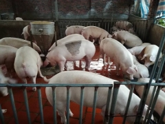 Giá heo hơi ngày 20/1/2019: Miền Bắc ghi nhận tuần tăng thứ ba liên tiếp Giá heo hơi ngày 20/1/2019: Miền Bắc ghi nhận tuần tăng thứ ba liên tiếp