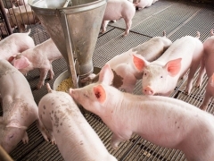Giá heo hơi ngày 21/1: Gần Tết, giá heo hơi tăng liên tục Giá heo hơi ngày 21/1: Gần Tết, giá heo hơi tăng liên tục