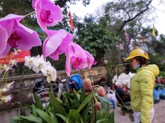 Người dân Thủ đô tất bật mua sắm ngày giáp Tết Người dân Thủ đô tất bật mua sắm ngày giáp Tết