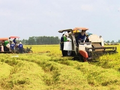 Giá lúa tại Đồng bằng sông Cửu Long đang có chiều hướng giảm Giá lúa tại Đồng bằng sông Cửu Long đang có chiều hướng giảm