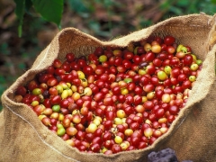 Xuất khẩu cà phê sang Bỉ tăng mạnh Xuất khẩu cà phê sang Bỉ tăng mạnh