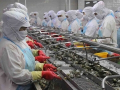 Tôm Việt “rộng cửa” sang Trung Quốc Tôm Việt “rộng cửa” sang Trung Quốc