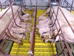 Sẽ hỗ chợ kinh phí bảo vệ đàn lợn giống cụ kỵ, ông bà thoát khỏi bão dịch tả châu Phi Sẽ hỗ chợ kinh phí bảo vệ đàn lợn giống cụ kỵ, ông bà thoát khỏi bão dịch tả châu Phi