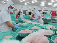 Cá tra lại loay hoay bài toán “được mùa, mất giá”! Cá tra lại loay hoay bài toán “được mùa, mất giá”!