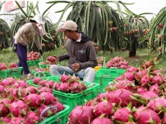 Bình Thuận kiến nghị Bộ Công Thương hỗ trợ tiêu thụ nông sản