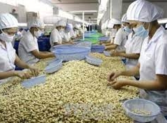 Xuất khẩu hạt điều: Thị trường Trung Quốc giảm thu mua từ Việt Nam