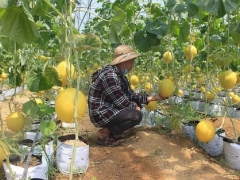 Thanh Hoá khai thác hiệu quả các dự án nông nghiệp, nâng cao thu nhập cho người nông dân