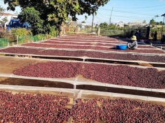 Xuất khẩu cà phê của Việt Nam trong tháng 9/2022 đạt 100 nghìn tấn