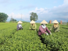 Quảng Ninh có thêm 16 vùng trồng đủ điều kiện cấp mã số sẵn sàng xuất khẩu