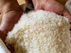 Thị trường gạo thế giới đang có nhu cầu cao khiến giá gạo liên tục tăng