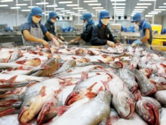 Giá cá tra thương phẩm tăng hơn 30.000 đồng/kg sau Tết Nguyên đán