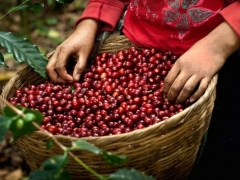 Giá cà phê hôm nay 10/6: Giá thị trường trong nước tăng kỷ lục 65.000 đồng/kg