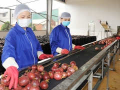 Xuất khẩu hàng hóa tháng 11 không giữ được đà tăng trưởng, phục hồi chậm