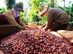 Giá cà phê hôm nay, 19/5: Cà phê trong nước tiếp tục tăng 1.500 - 2.000 đồng/kg