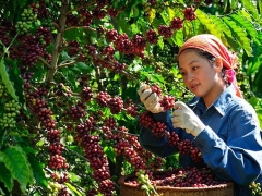 Giá cà phê hôm nay, 4/5: Cà phê trong nước giảm sốc 12.500 đồng/kg