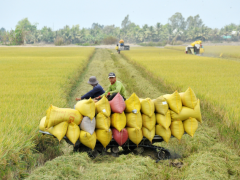 Giá lúa gạo hôm nay 28/3: Giá gạo quay đầu giảm 200 – 500 đồng/kg