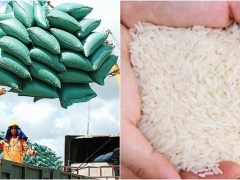 Giá lúa gạo Việt Nam "hạ nhiệt" trong giai đoạn vừa qua là hợp lý