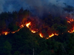 Nếu để xảy ra cháy rừng, phá rừng phải chịu trách nhiệm trước Chủ tịch UBND thành phố
