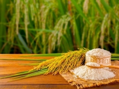 Giá lúa gạo hôm nay 25/4: Giá gạo giảm 200 đồng