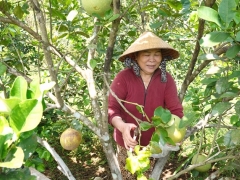 Bình Định: Huyện Hoài Ân hướng tới Ngày hội nông sản