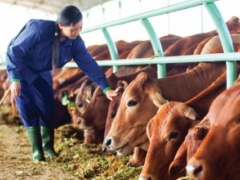 Kon Tum thu hút có chọn lọc các dự án chăn nuôi