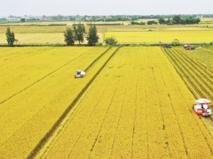 Tin vui: Lần đầu tiên bán tín chỉ Carbon từ trồng lúa