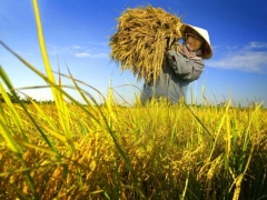 Giá lúa gạo hôm nay 2/5: Tiếp tục xu hướng đi ngang