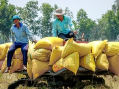 Giá lúa gạo hôm nay 5/5: Giá gạo xuất khẩu bật tăng trở lại