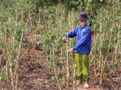 Công nghệ tưới nước tiết kiệm giúp nông dân Sơn La ứng phó với khô hạn