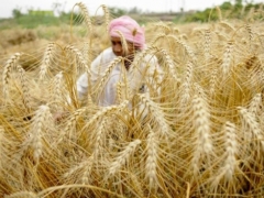Kho dự trữ lúa mỳ Ấn Độ chạm mức thấp nhất 16 năm qua