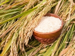 Giá lúa gạo hôm nay 20/5: Các loại gạo biến động trái chiều