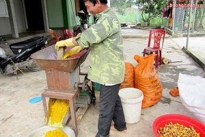 Nông dân Nghệ An trồng nghệ và chế biến tinh bột cho thu nhập 700 triệu đồng/ha