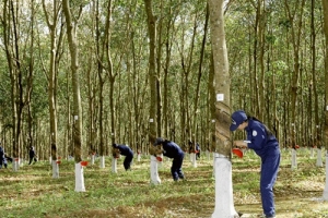 Xuất khẩu cao su đạt 4,36 tỷ USD