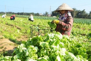 Xây dựng tỉnh Hòa Bình thành địa bàn cung ứng sản phẩm nông nghiệp sạch