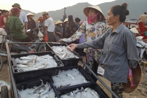 Khẩn trương hoàn thành bồi thường thiệt hại do sự cố môi trường biển