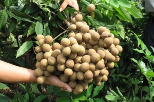 Hưng Yên hình thành các vùng nông nghiệp quy mô lớn, khép kín