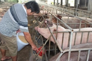 Giá thịt lợn liên tục giảm khiến nhiều hộ chăn nuôi như “ngồi trên đống lửa”