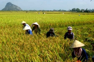 An Giang thực hiện lộ trình xây dựng vùng nguyên liệu lúa gạo