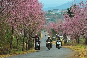 Lâm Đồng: Hủy Lễ hội Hoa mai anh đào Đà Lạt