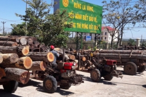 Gia Lai: Bắt giữ 14 xe công nông chở gỗ trái phép